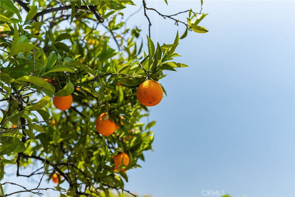 2453 N San Antonio Avenue