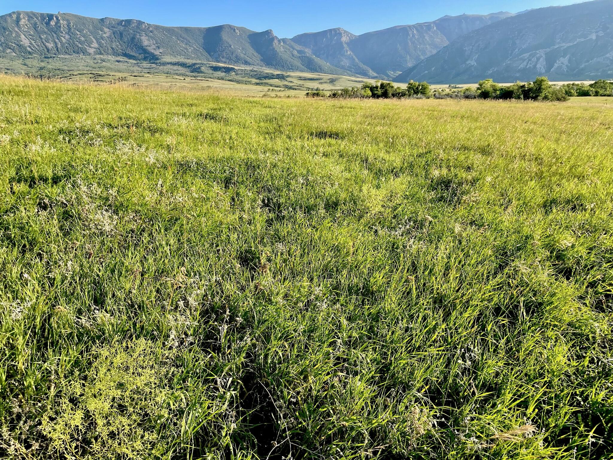 40.6 acres Canyon Ranch Road