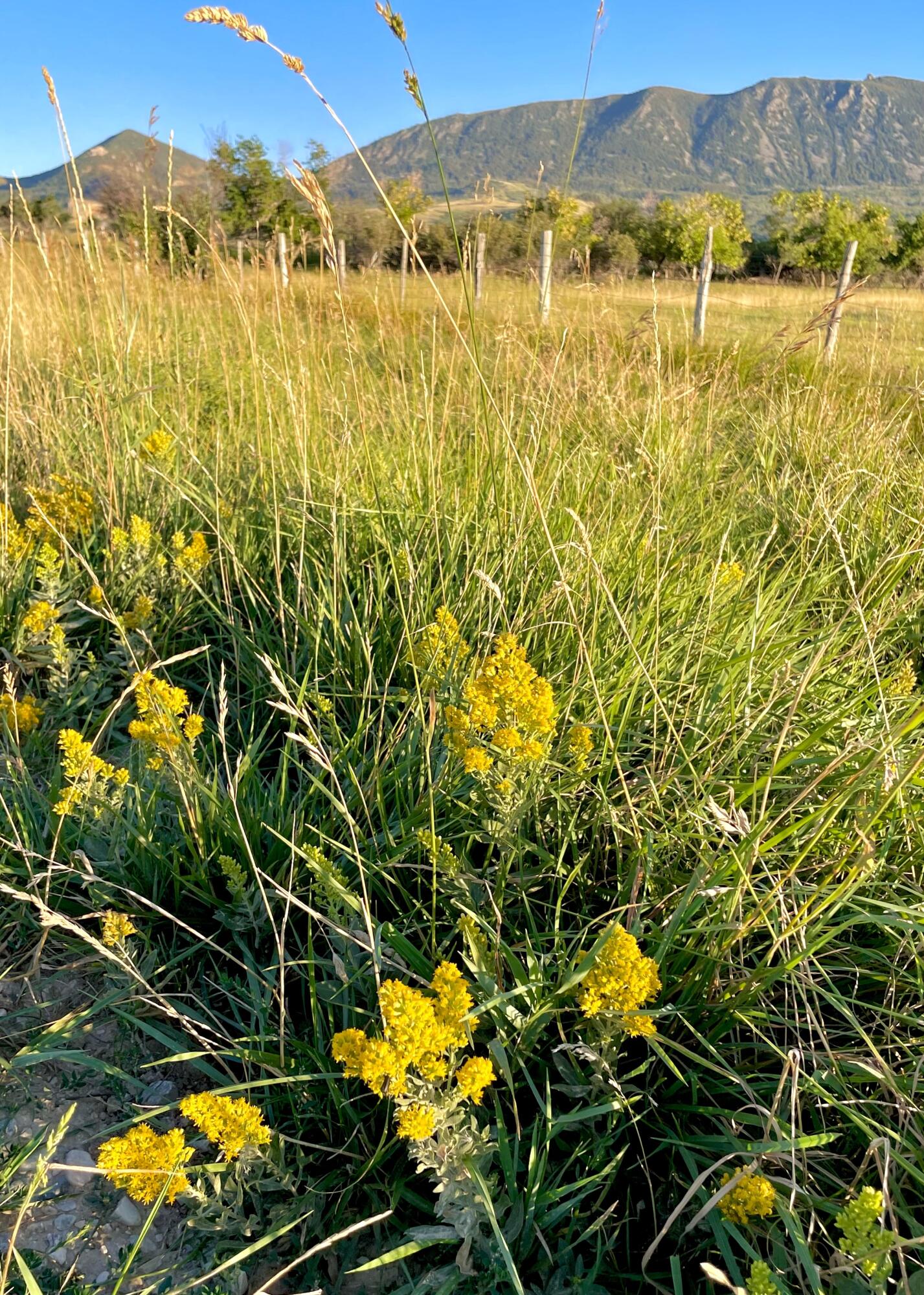 40.6 acres Canyon Ranch Road