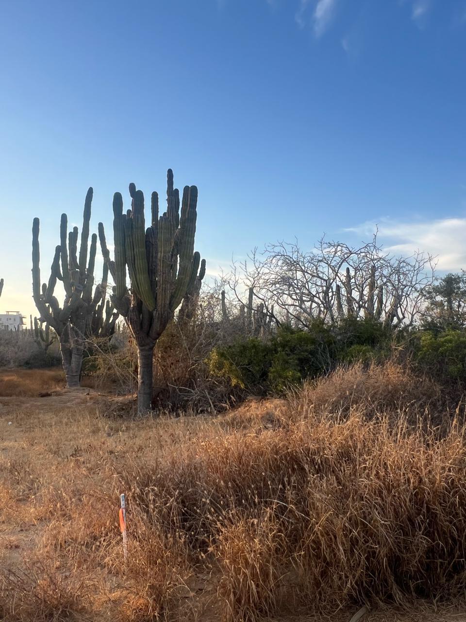 Cerritos Secluded Lot
