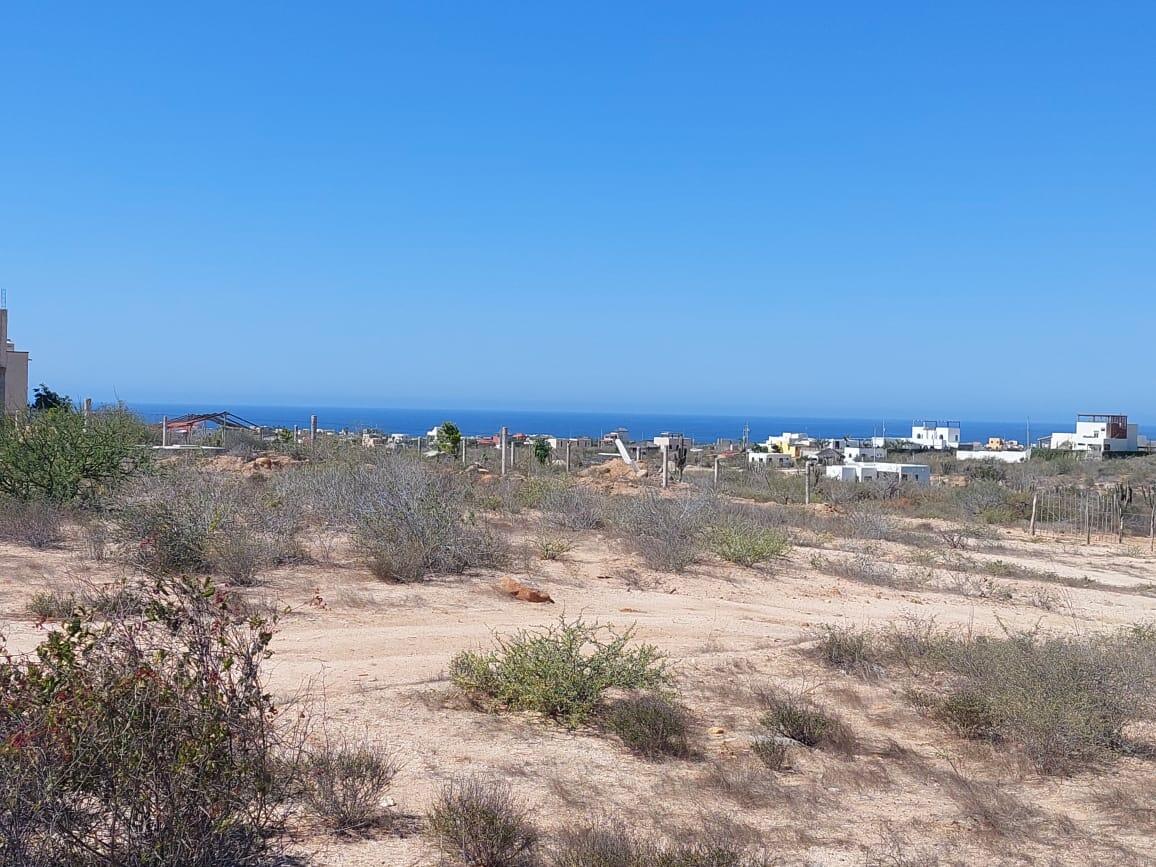 MOLUSCO, TODOS SANTOS AHORCADITA