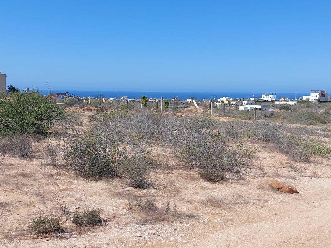 MOLUSCO, TODOS SANTOS AHORCADITA