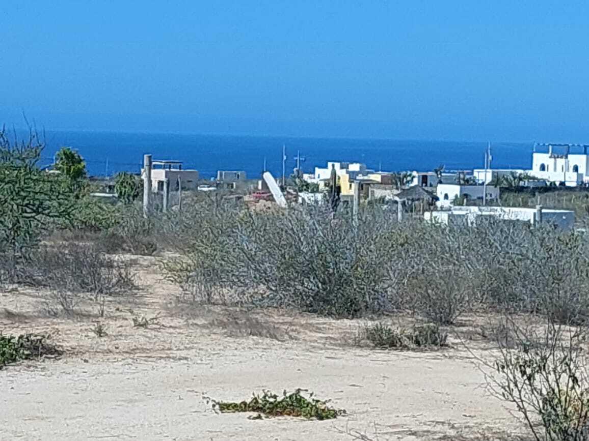 MOLUSCO, TODOS SANTOS AHORCADITA