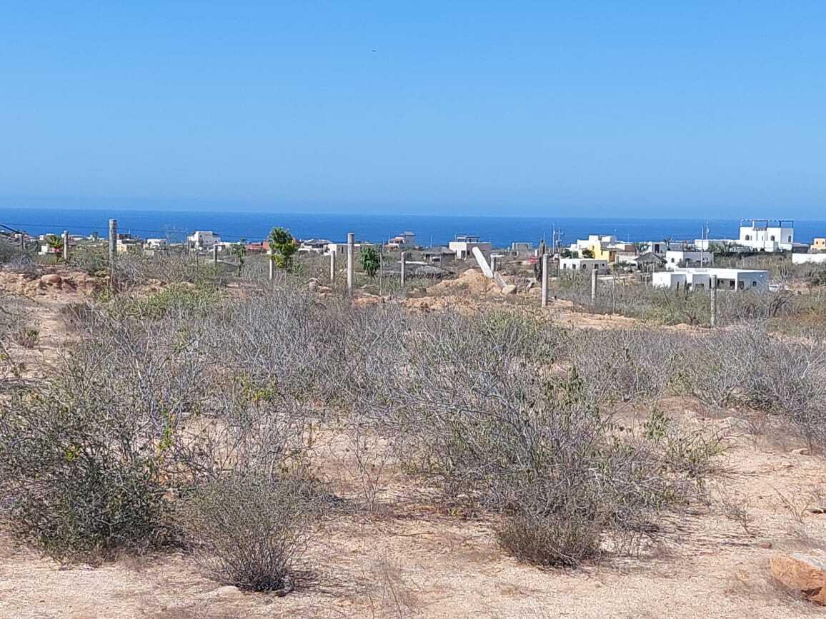 MOLUSCO, TODOS SANTOS AHORCADITA