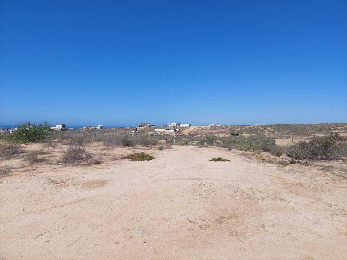 MOLUSCO, TODOS SANTOS AHORCADITA