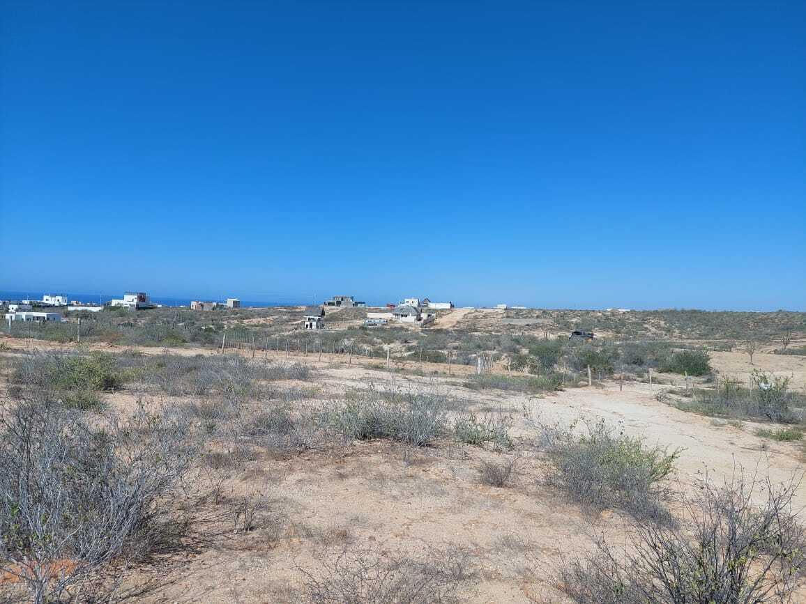 MOLUSCO, TODOS SANTOS AHORCADITA