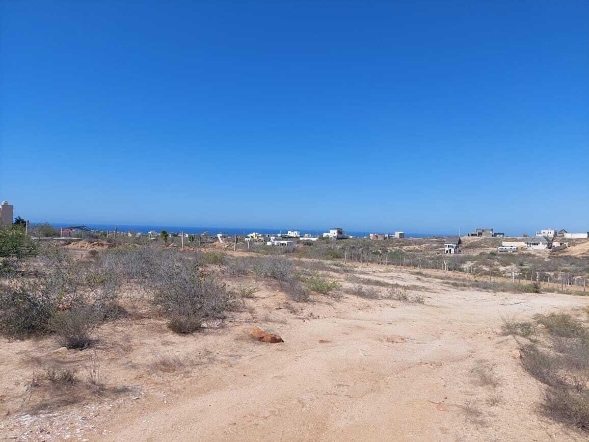 MOLUSCO, TODOS SANTOS AHORCADITA