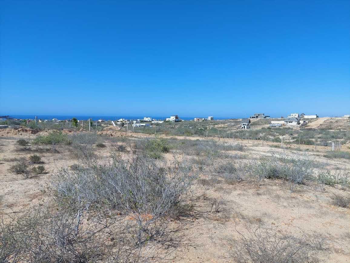 MOLUSCO, TODOS SANTOS AHORCADITA