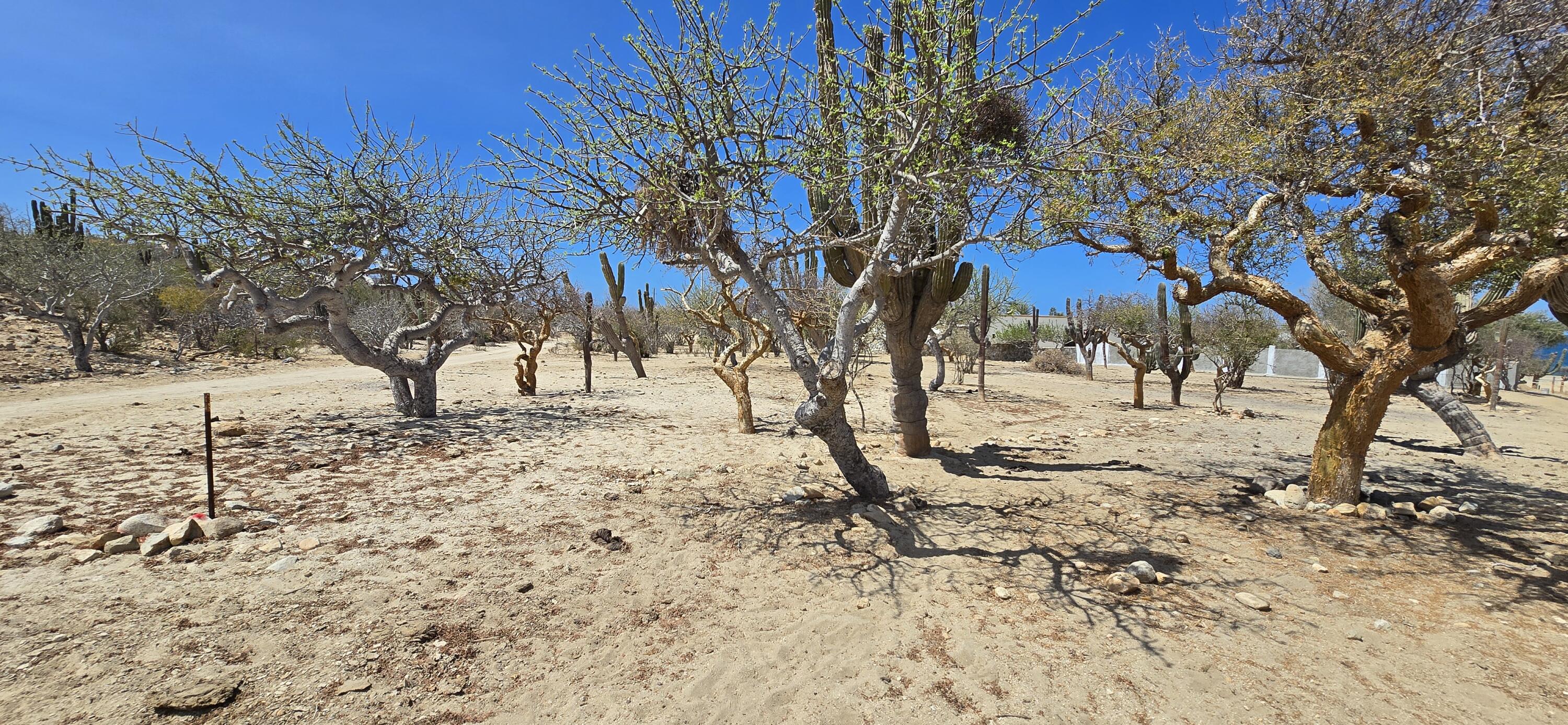 Los Barriles-Santa Teresa, ABP #38