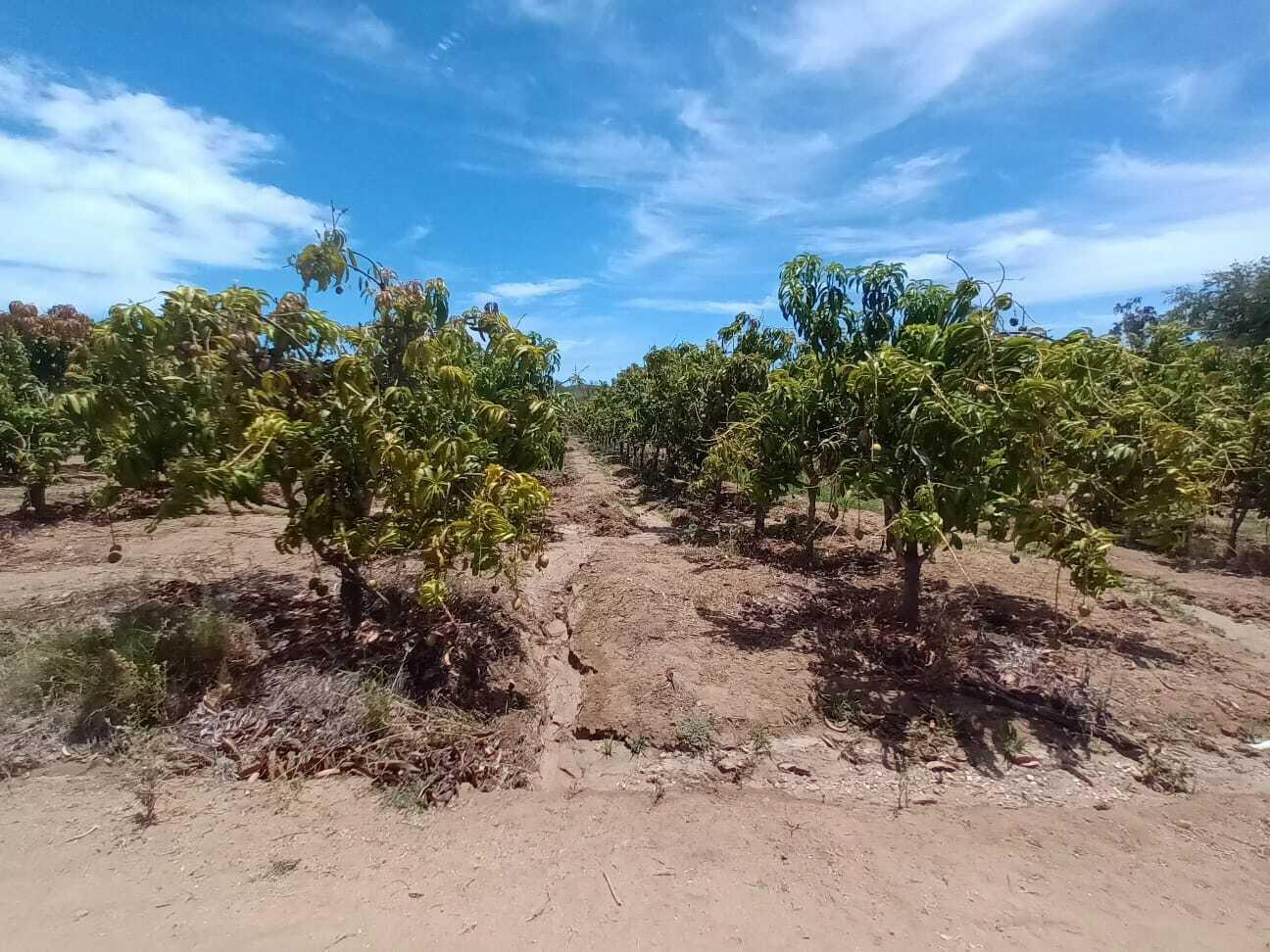 0 0, Organics Fruit Land