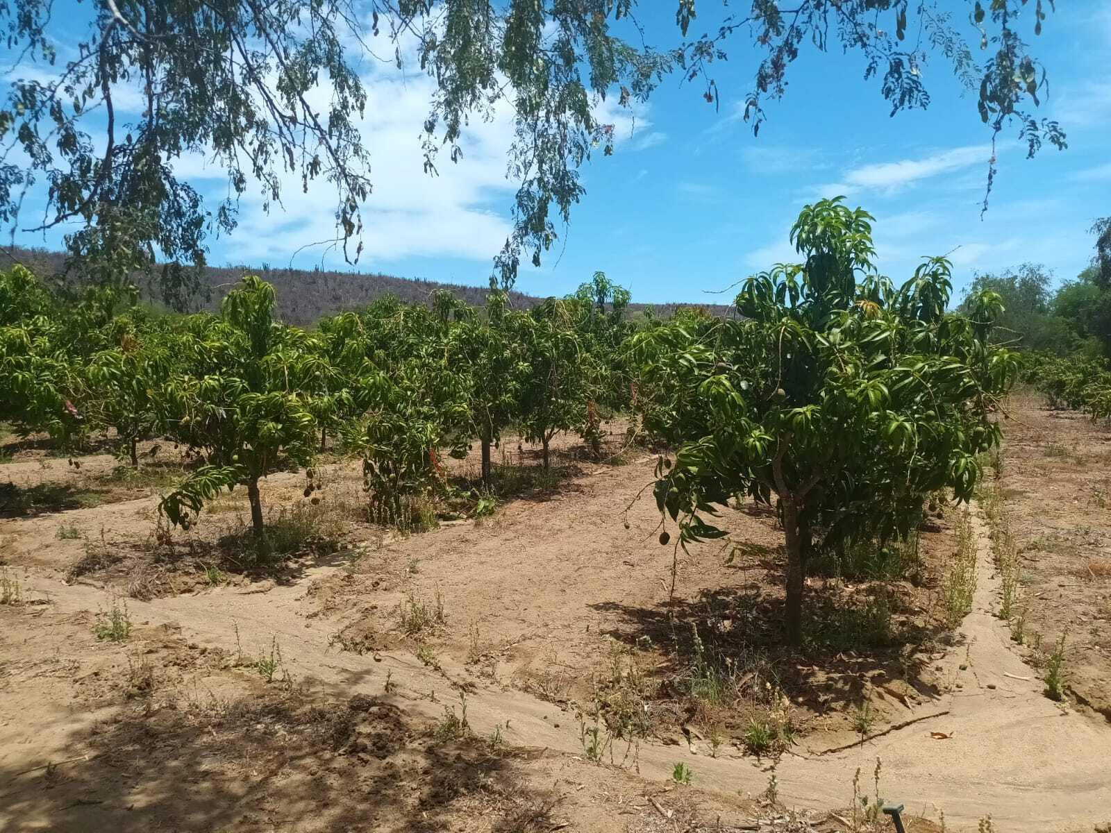 0 0, Organics Fruit Land