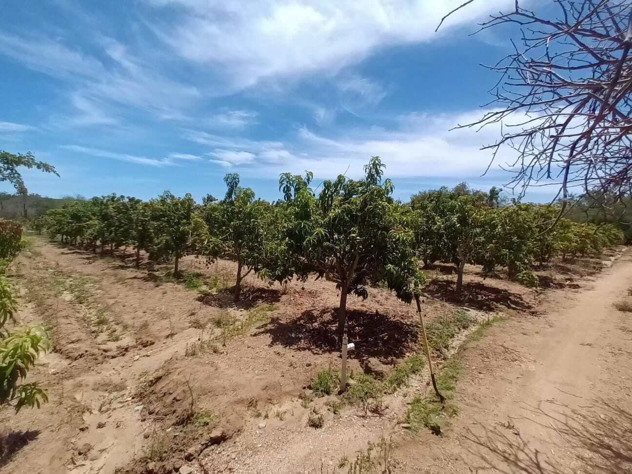 0 0, Organics Fruit Land