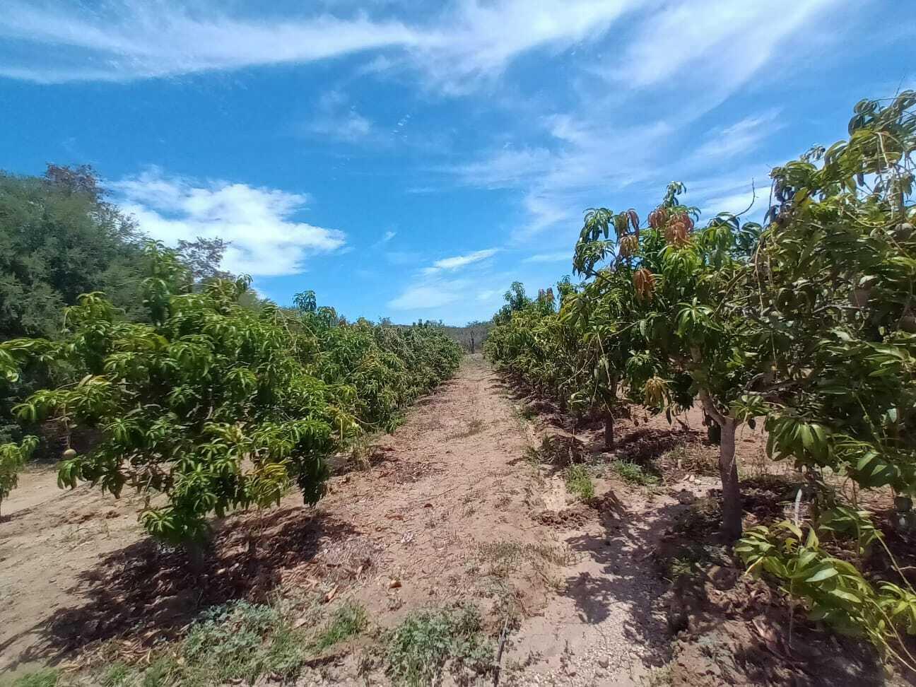 0 0, Organics Fruit Land
