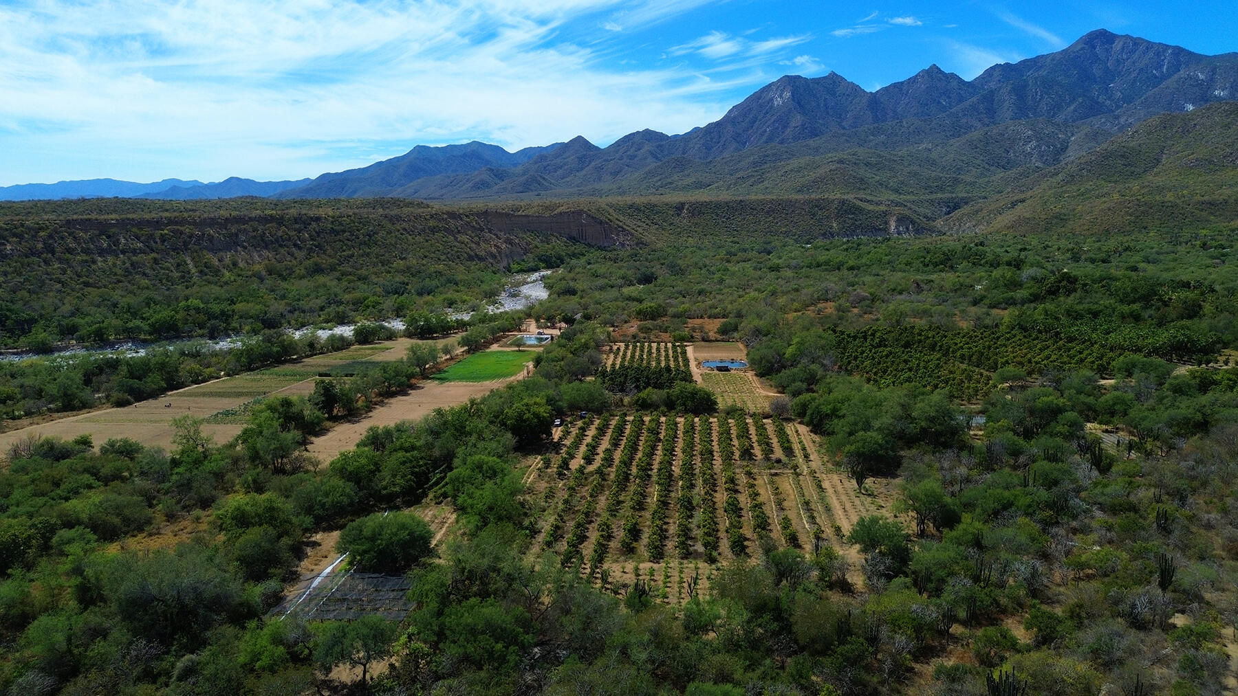 0 0, Organics Fruit Land