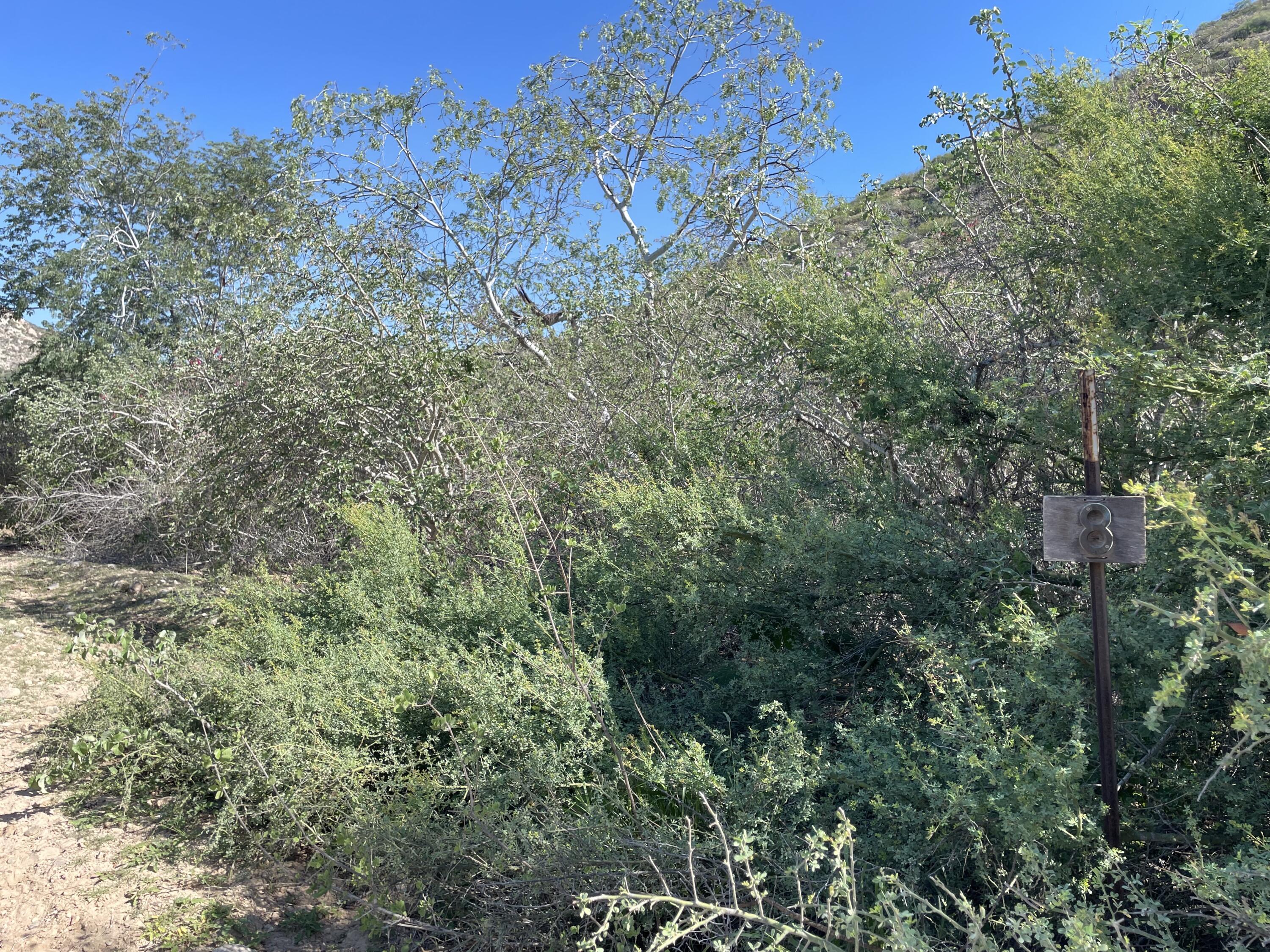 08,09 & 10, Cabo Pulmo Phase III