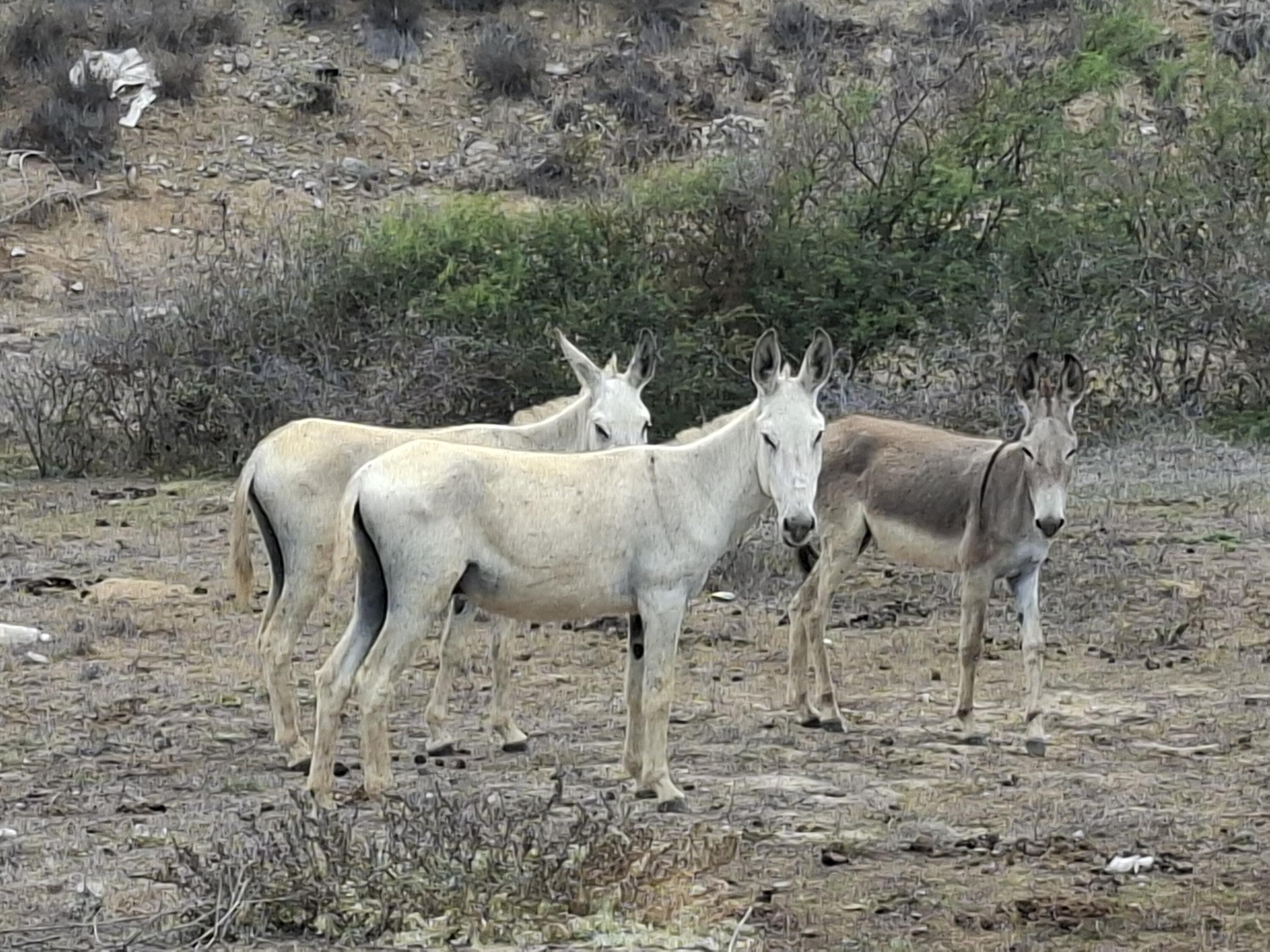 N/A N/A, Elias Beach Lot 2