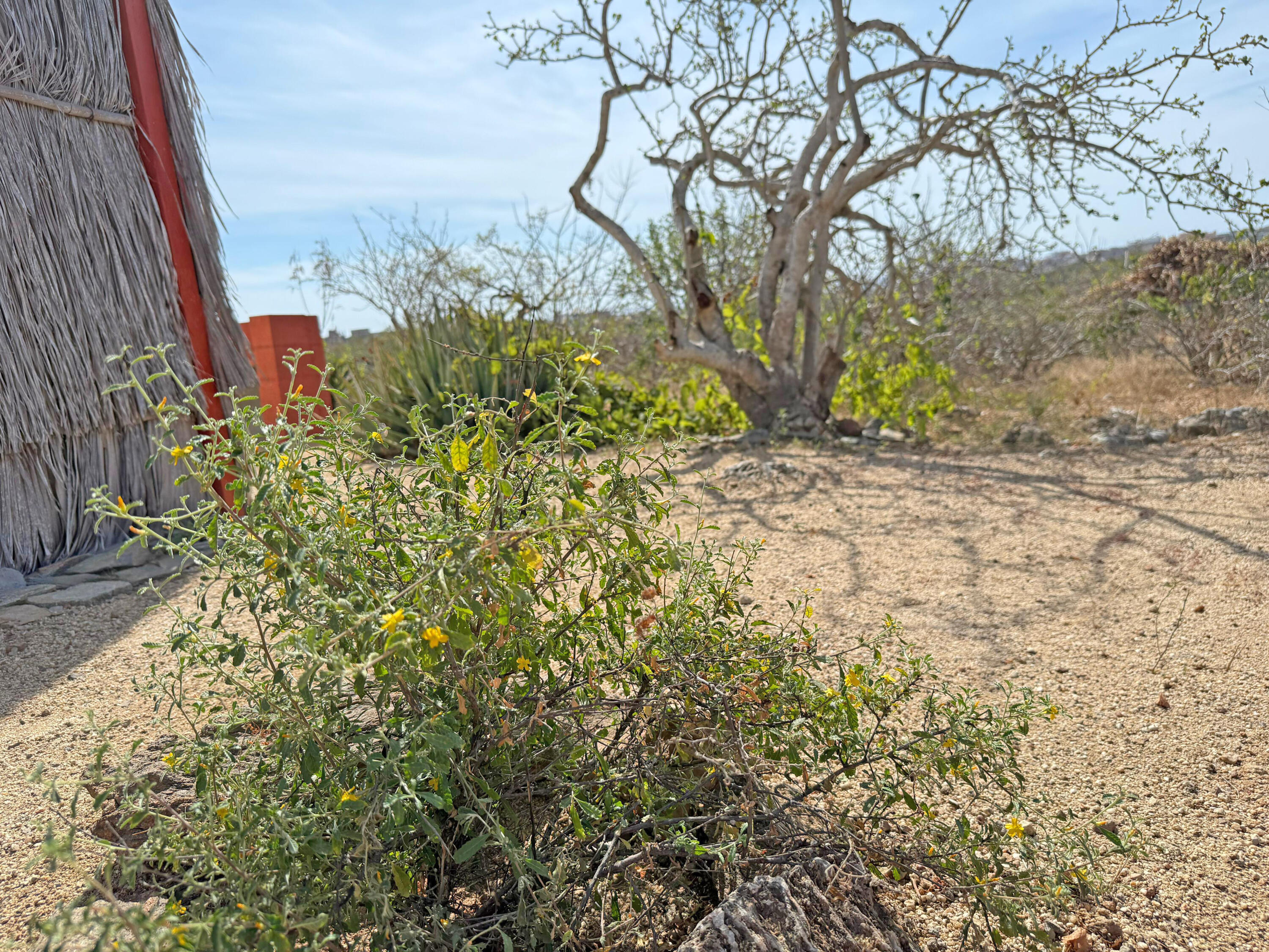 The Sweetest Spot in Cerritos