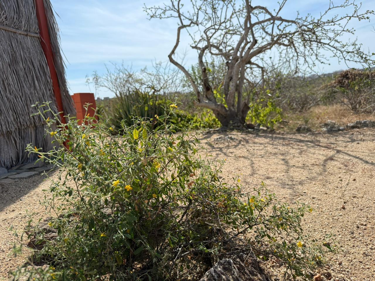 The Sweetest Spot in Cerritos