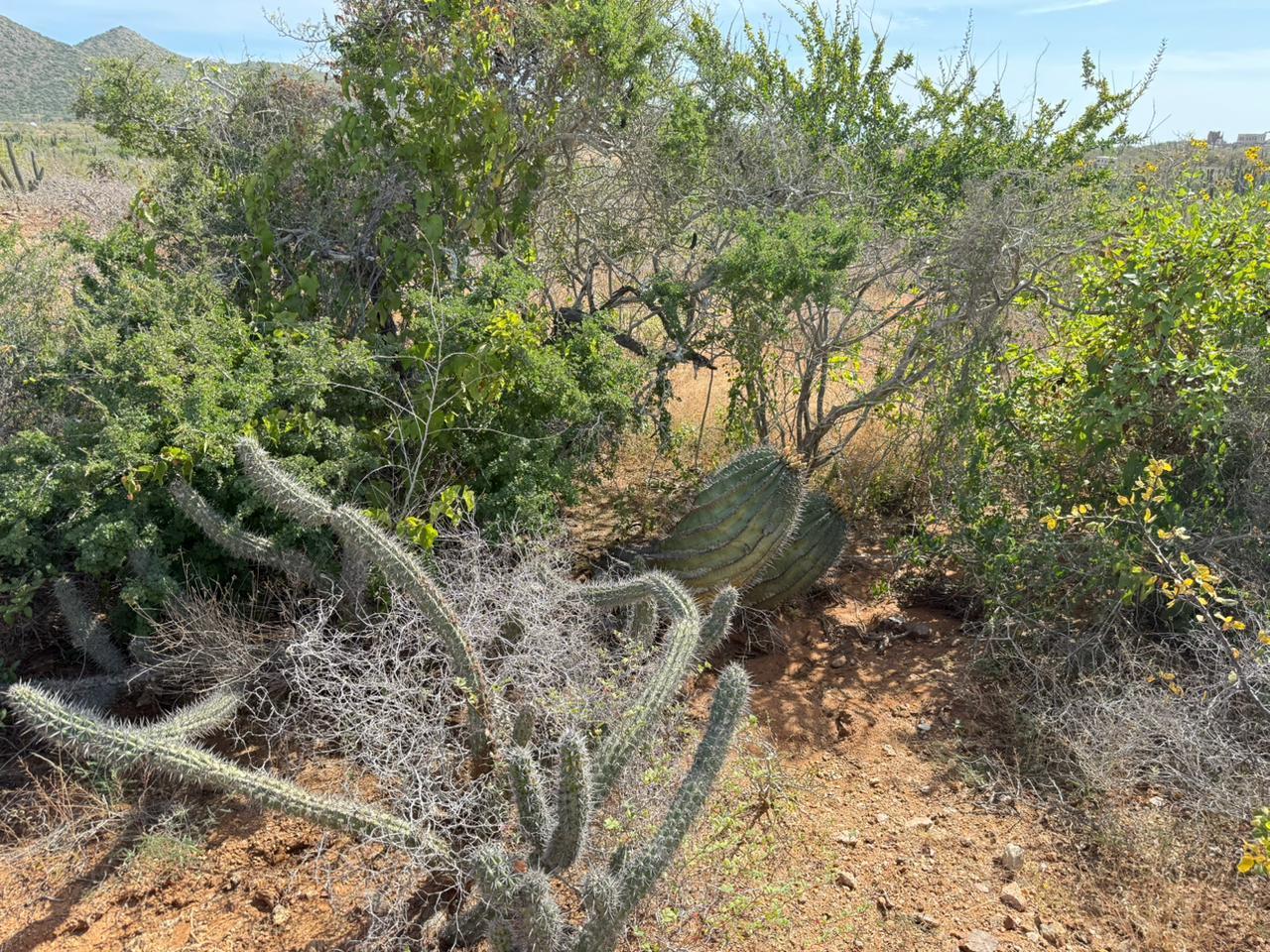 The Sweetest Spot in Cerritos