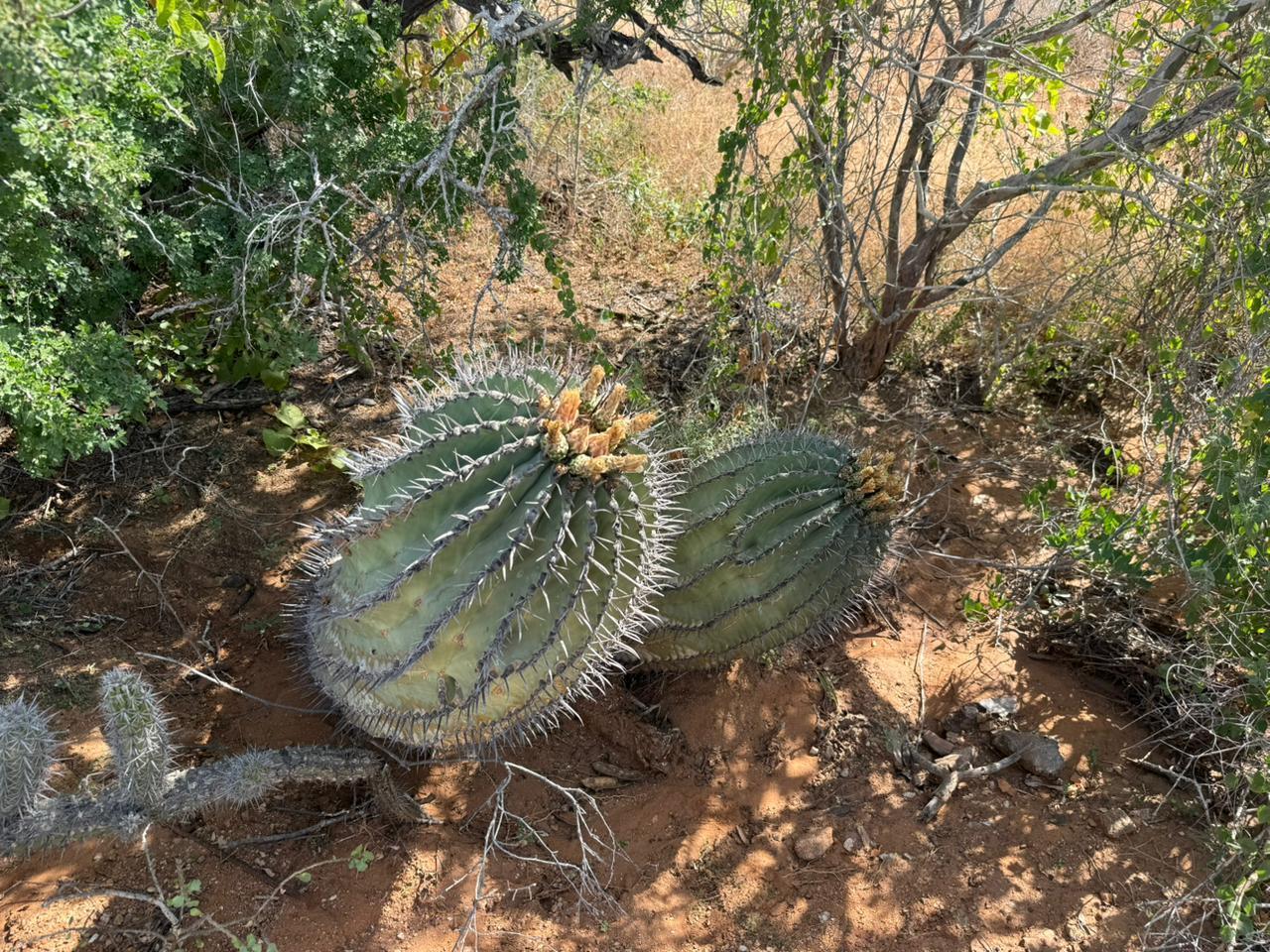 The Sweetest Spot in Cerritos