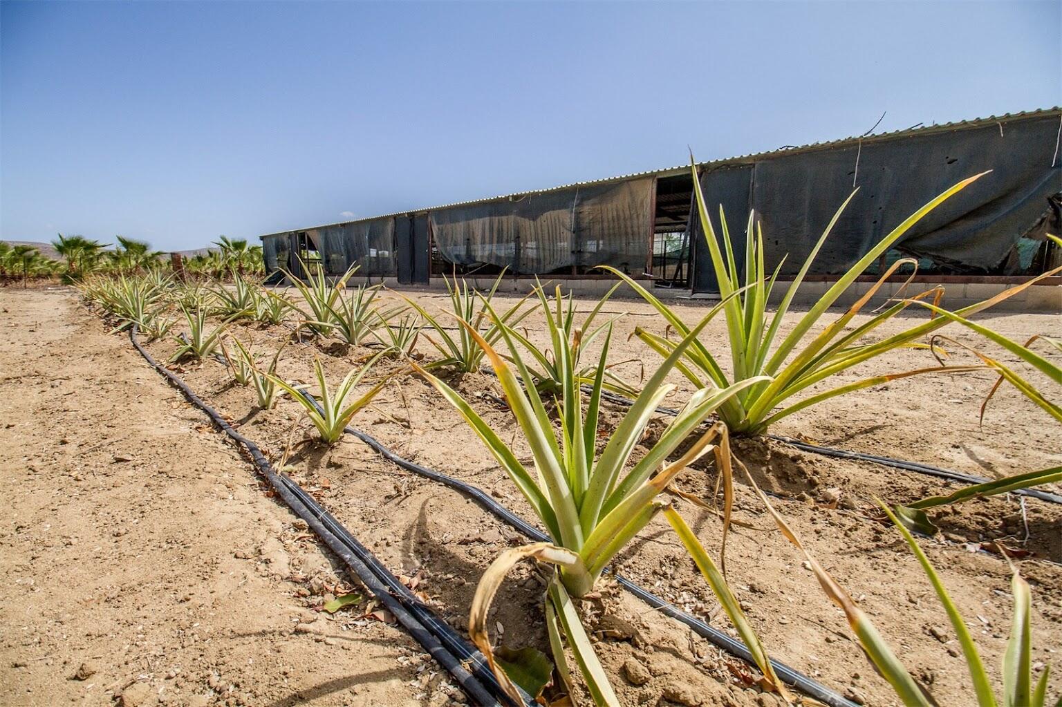 CARRETERA LA RIBERA, RANCHO LA SOLEDAD
