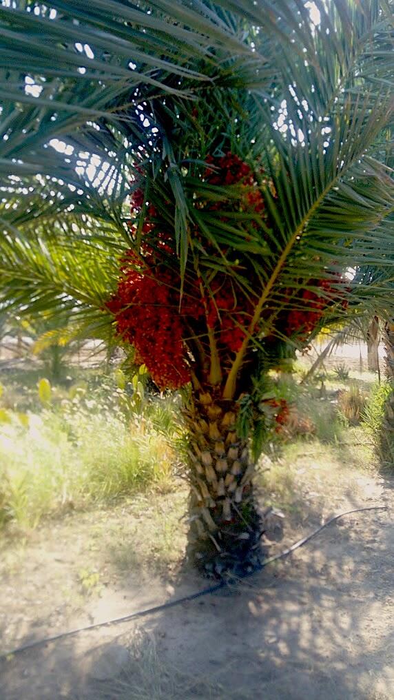 CARRETERA LA RIBERA, RANCHO LA SOLEDAD