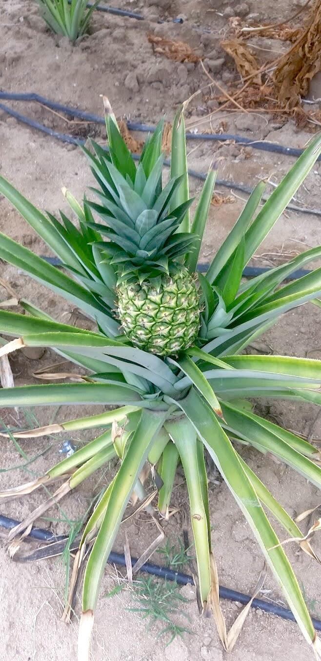 CARRETERA LA RIBERA, RANCHO LA SOLEDAD
