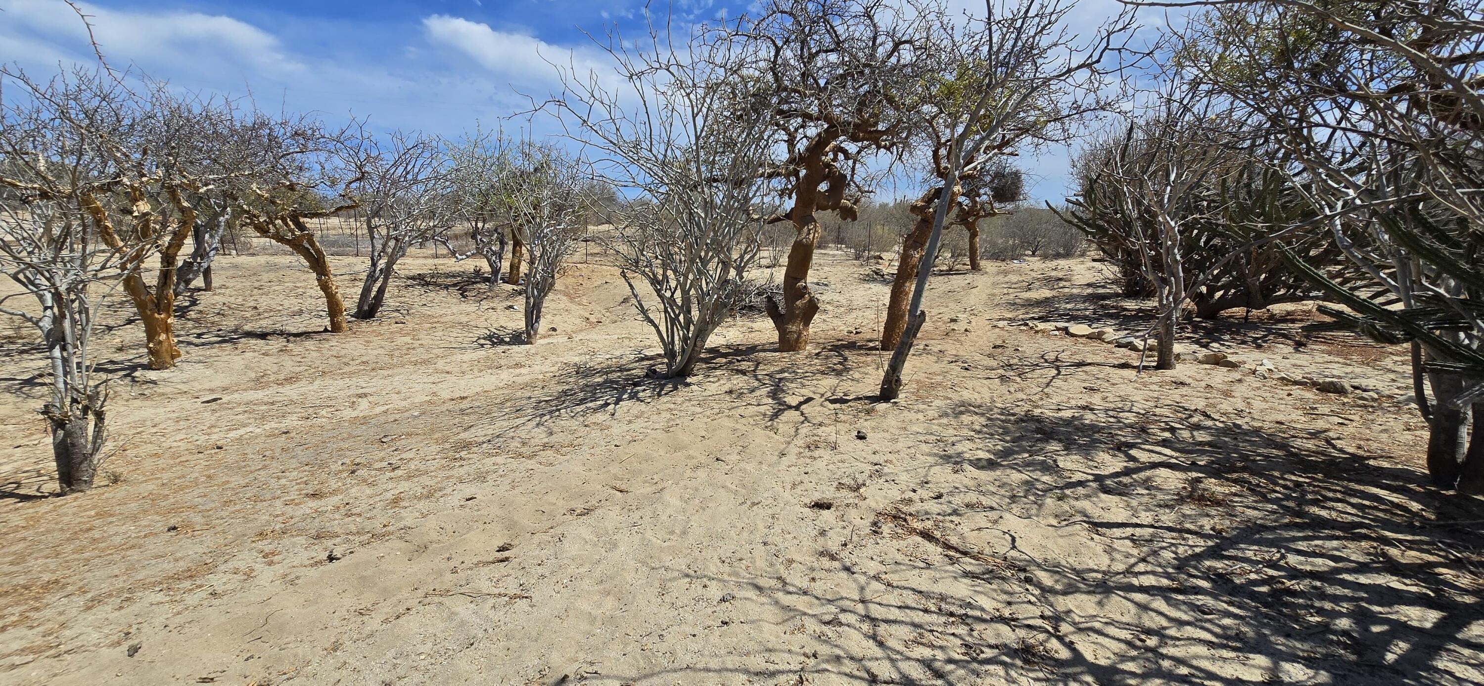 ABP#46 Sur Los Barriles-Santa Teresa, Lote Cerca al Mar