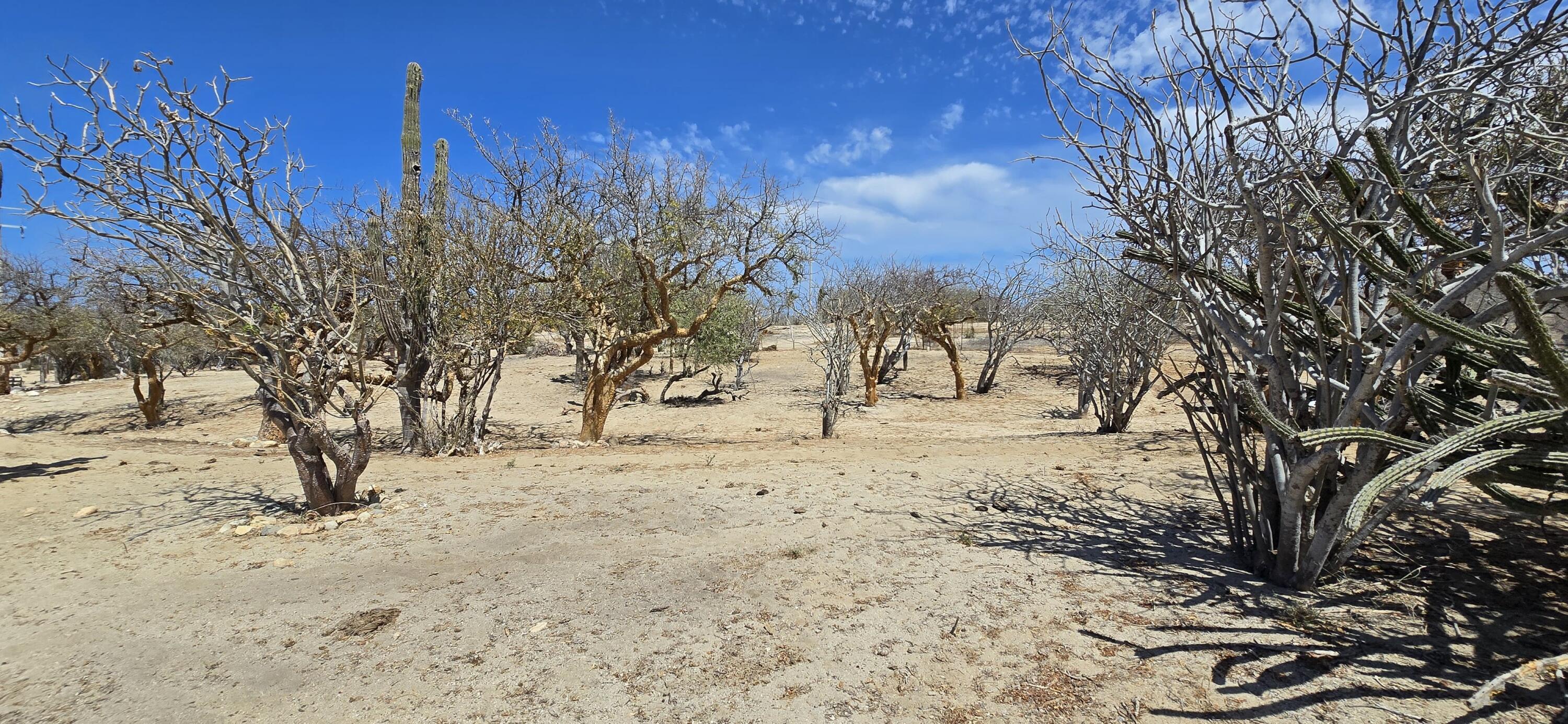 ABP#46 Sur Los Barriles-Santa Teresa, Lote Cerca al Mar