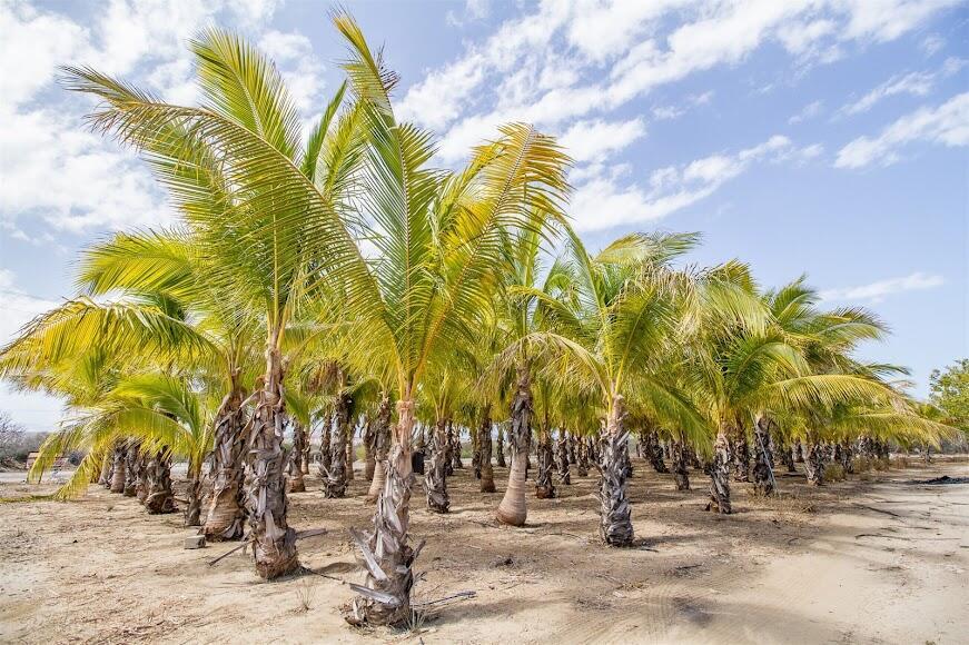 ORGANICS FARM LA SOLEDAD