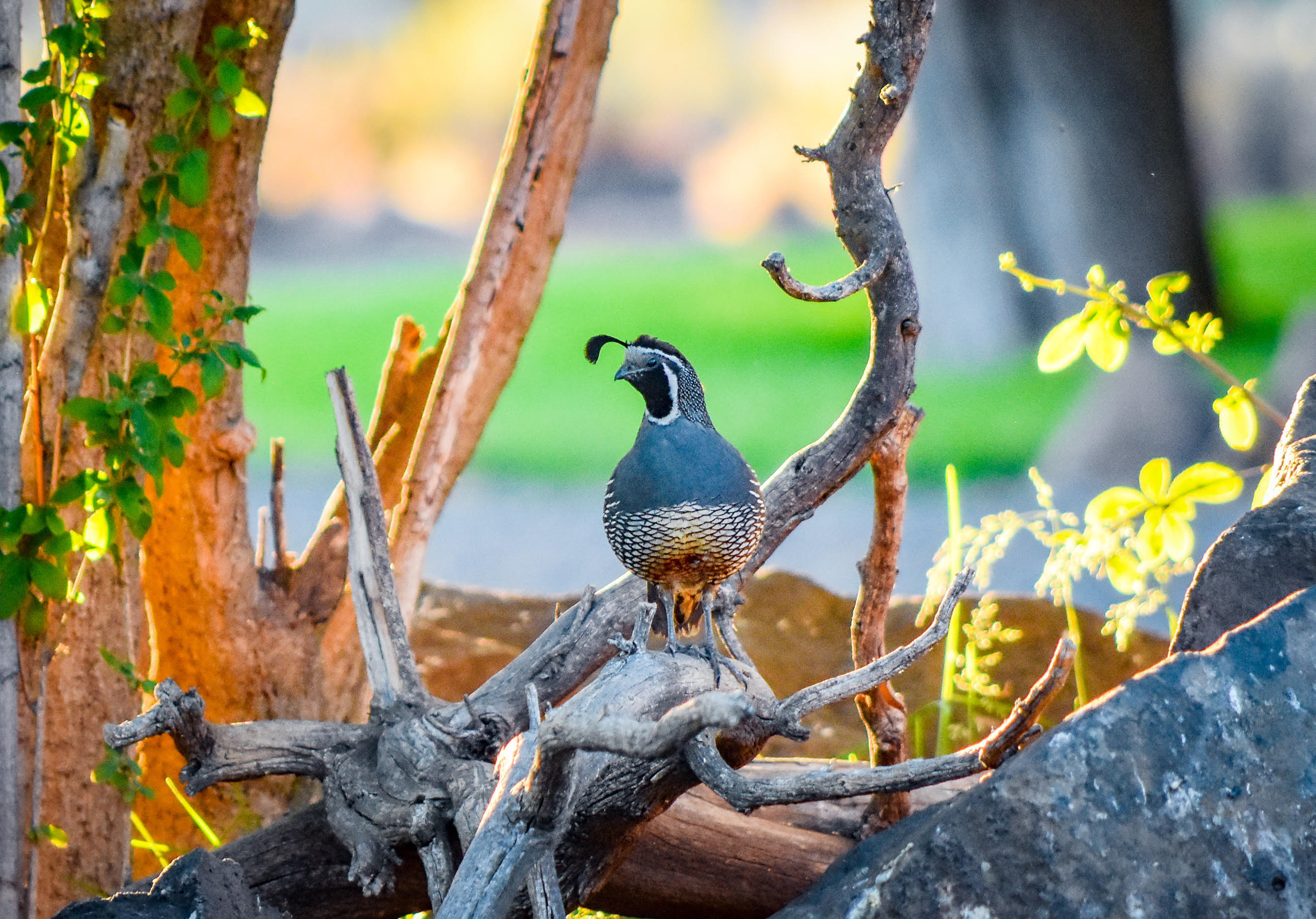 20799 NW Oneil Highway