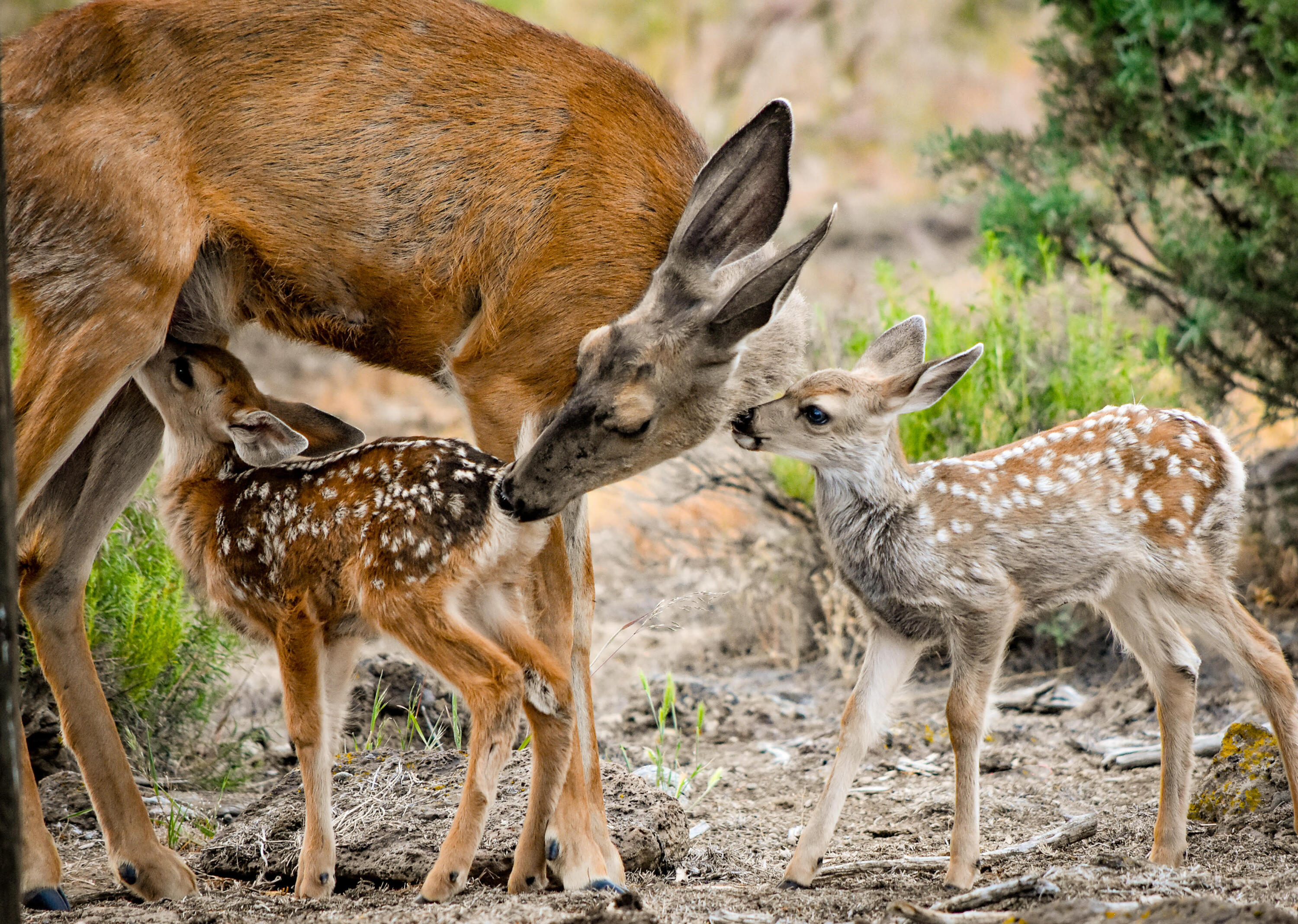 20799 NW Oneil Highway