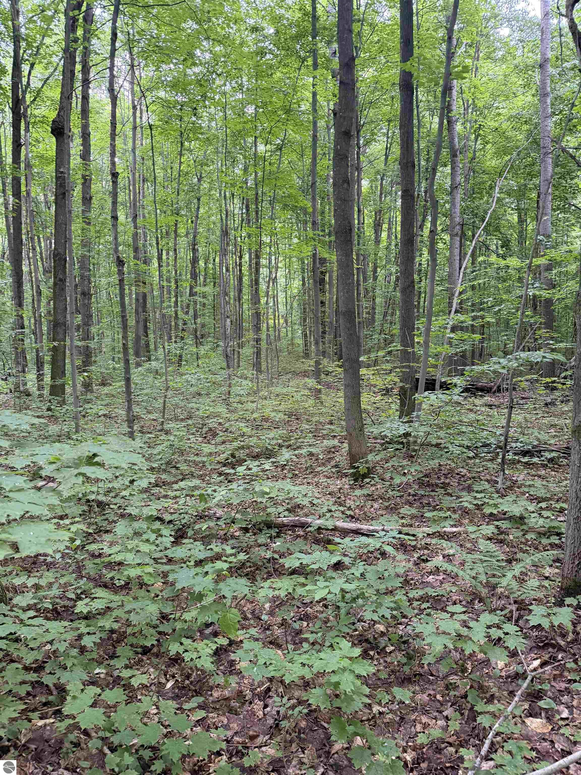 Parcel B Mancelona Road