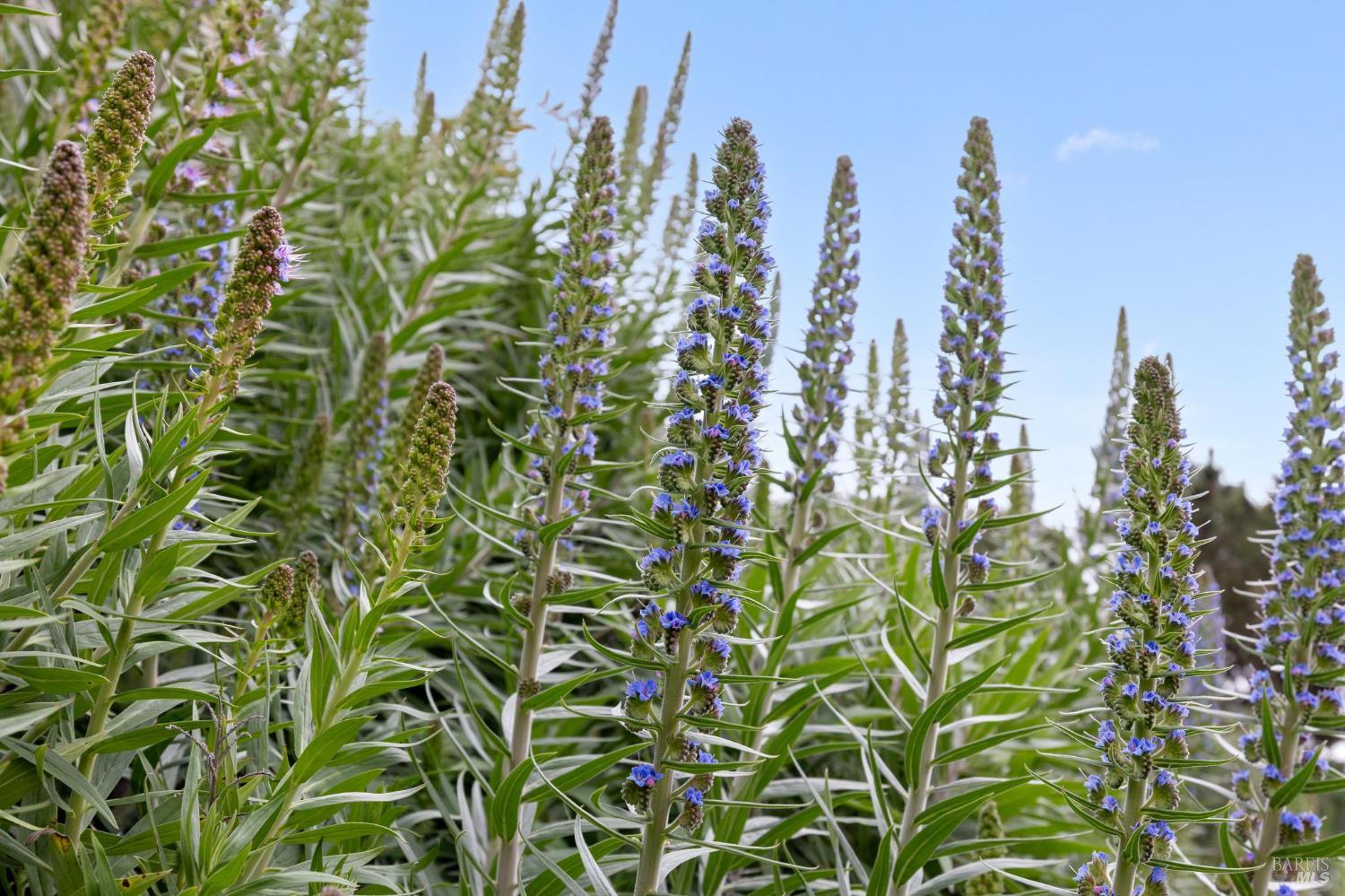 1837 Centro West Street