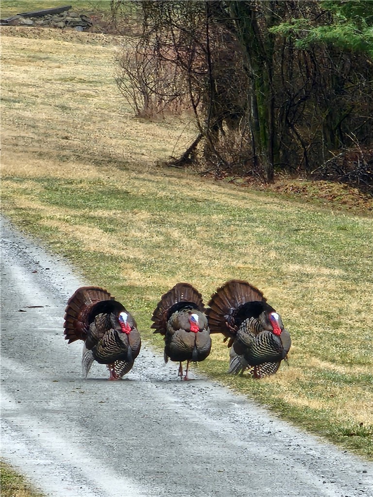 5397 Buck Settlement Road