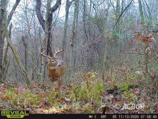 17521 Hannan Trace Rd.