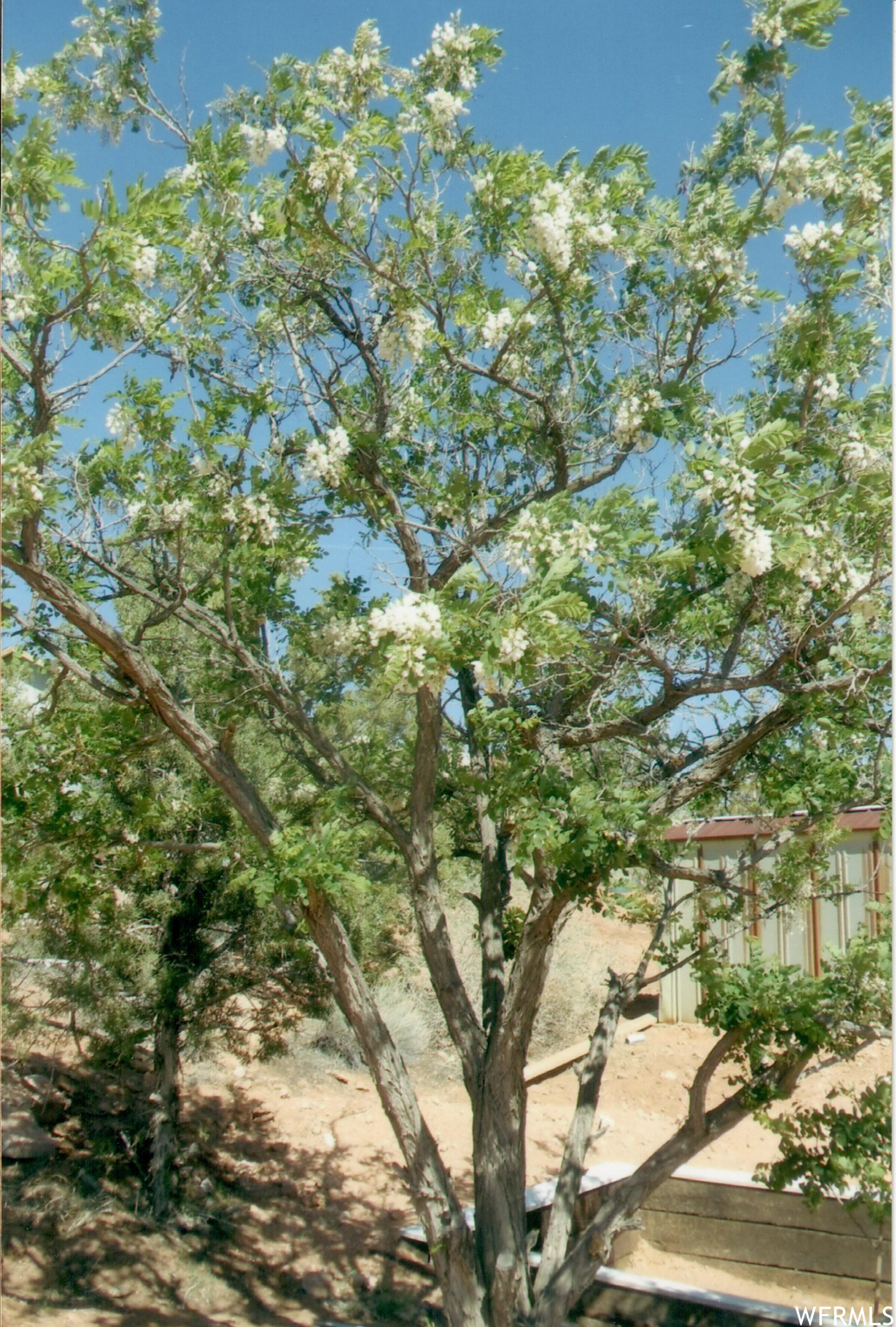 1982 CEDAR MESA CT