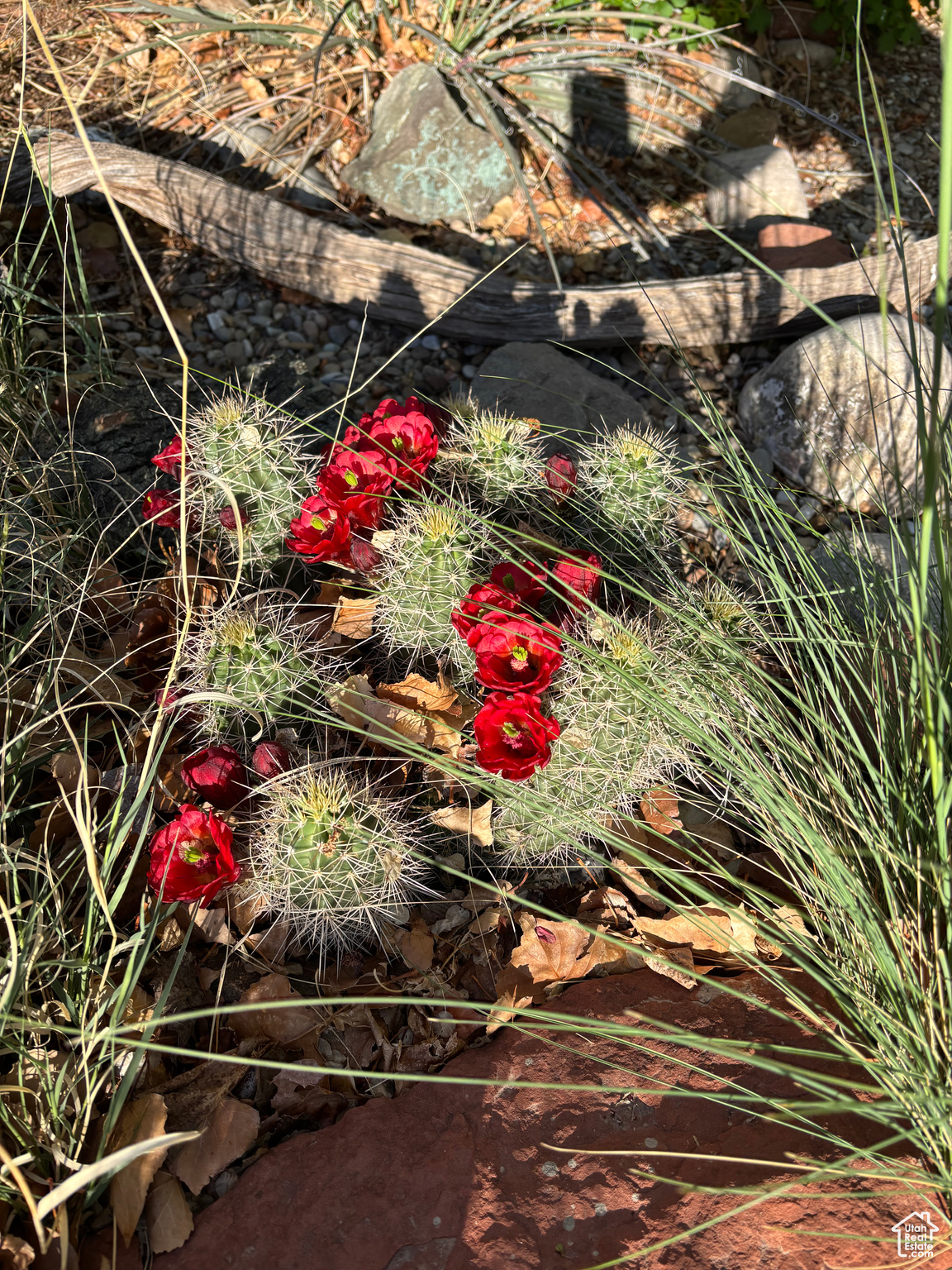 380 PORTAL VISTA LOOP