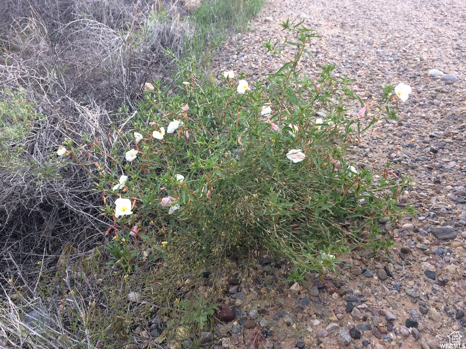 998 W COTTONWOOD AVE