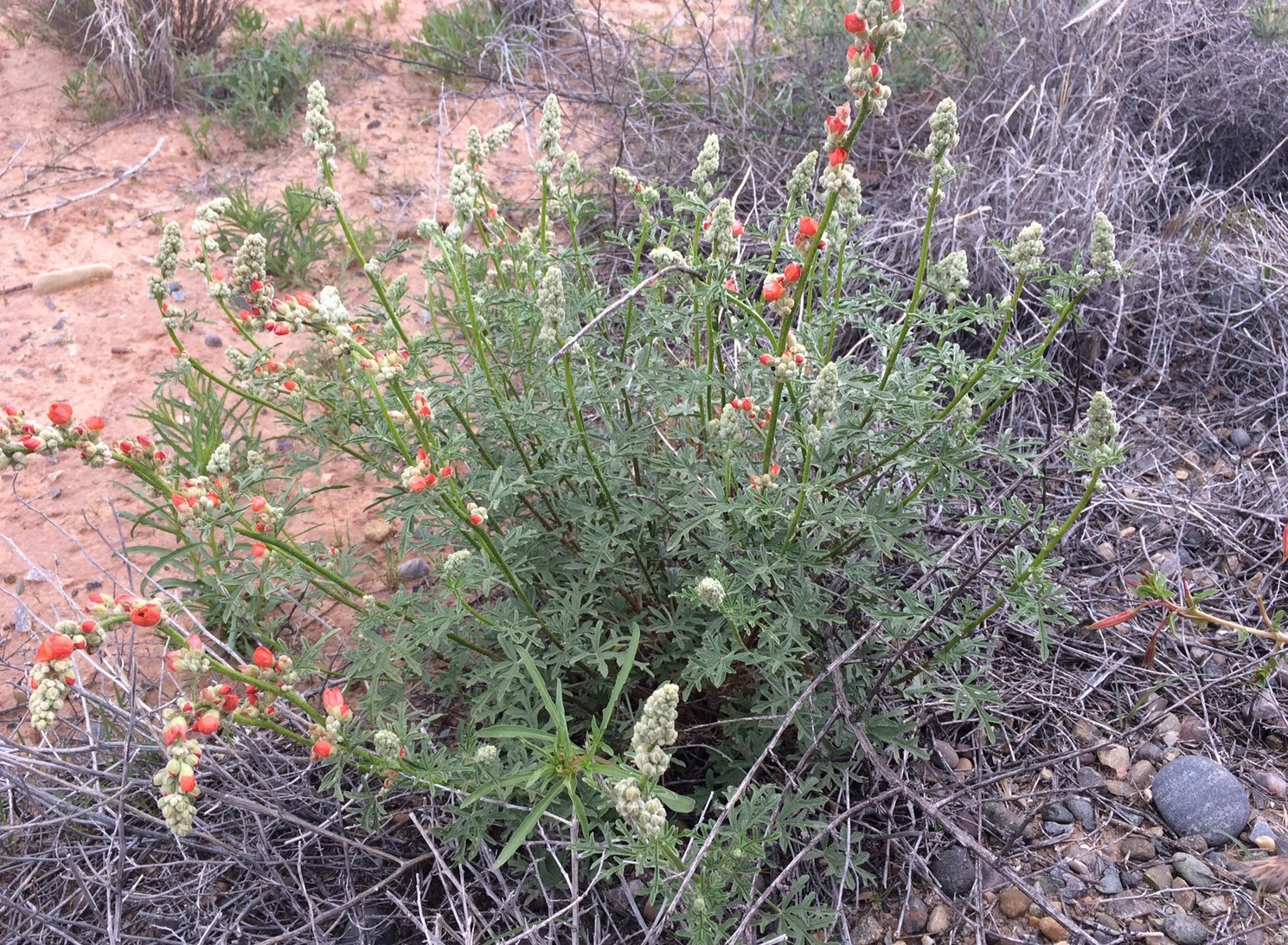 998 W COTTONWOOD AVE