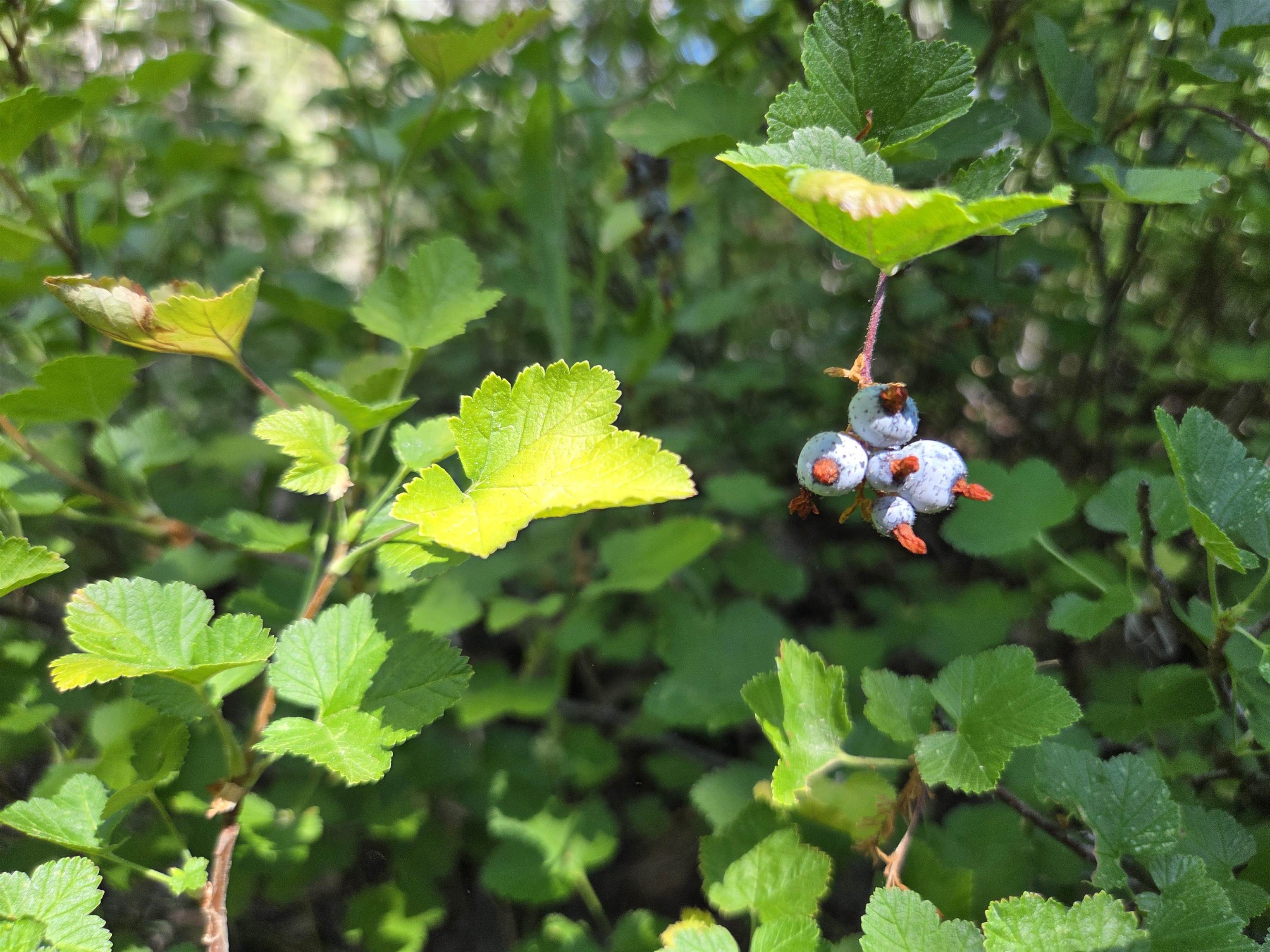 7000 Cold Stream Road