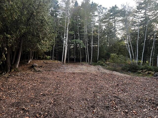 Wooded property clearing with a leaf-covered dirt track leading into birch and evergreen trees.