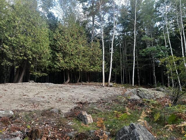 Rocky clearing bordered by dense birch and evergreen trees.