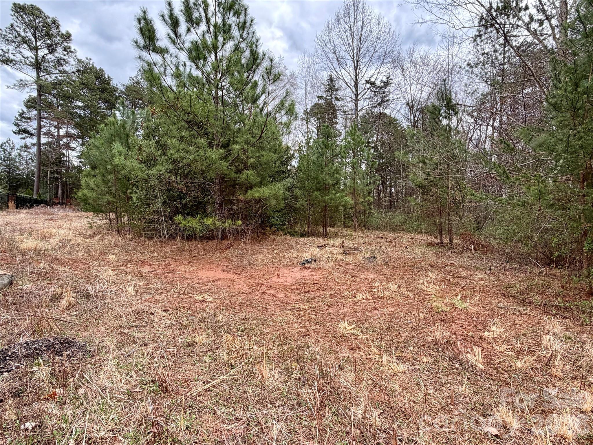Wooded vacant lot with a dry grassy clearing and pine trees.