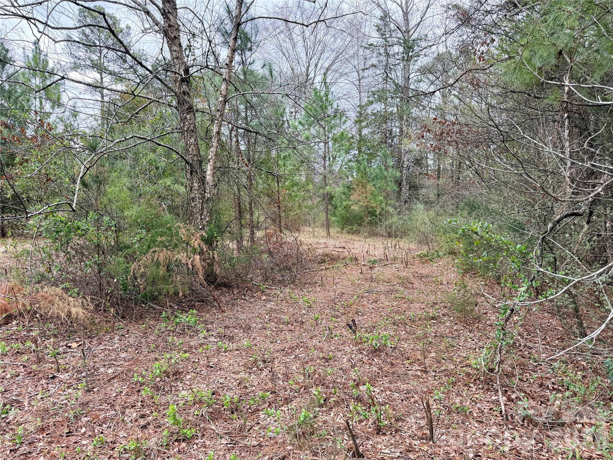 Wooded lot with a leaf-covered clearing surrounded by trees and brush.