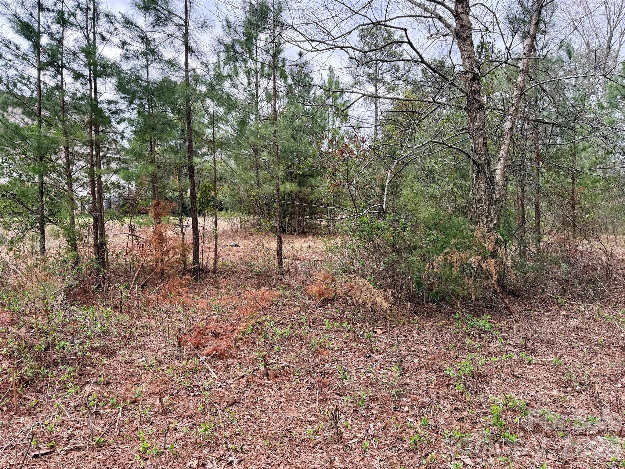 Wooded vacant lot with a small clearing among pine trees and brush.