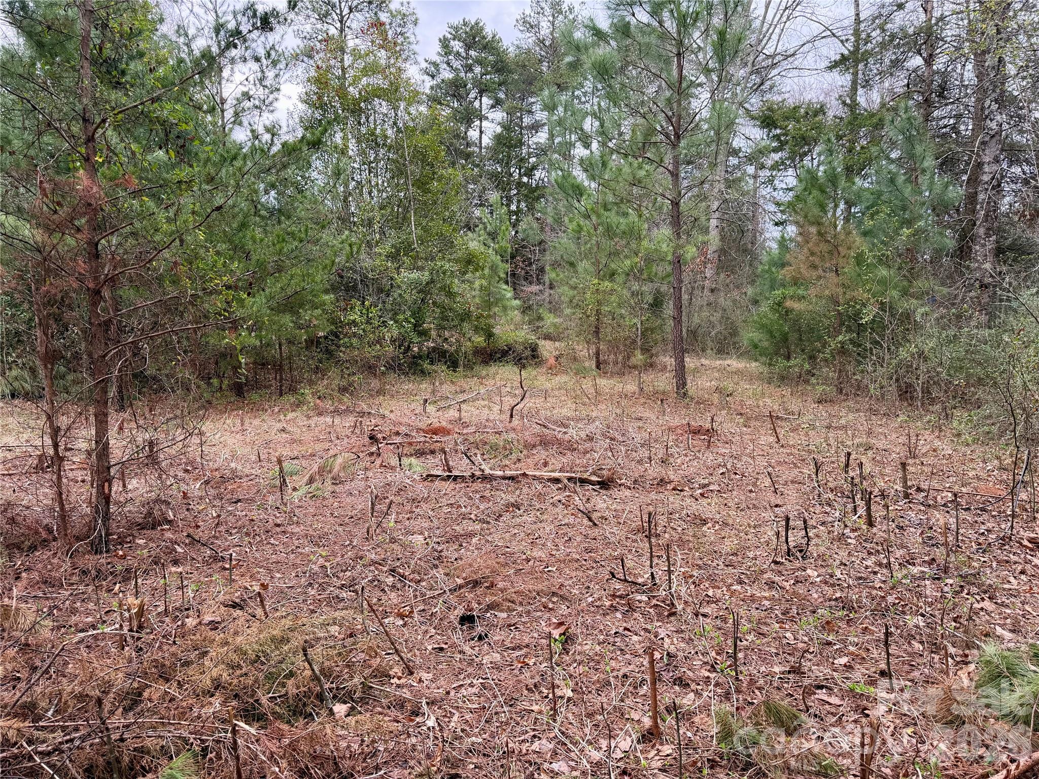 Wooded lot with a leaf-covered clearing surrounded by pine trees and brush.