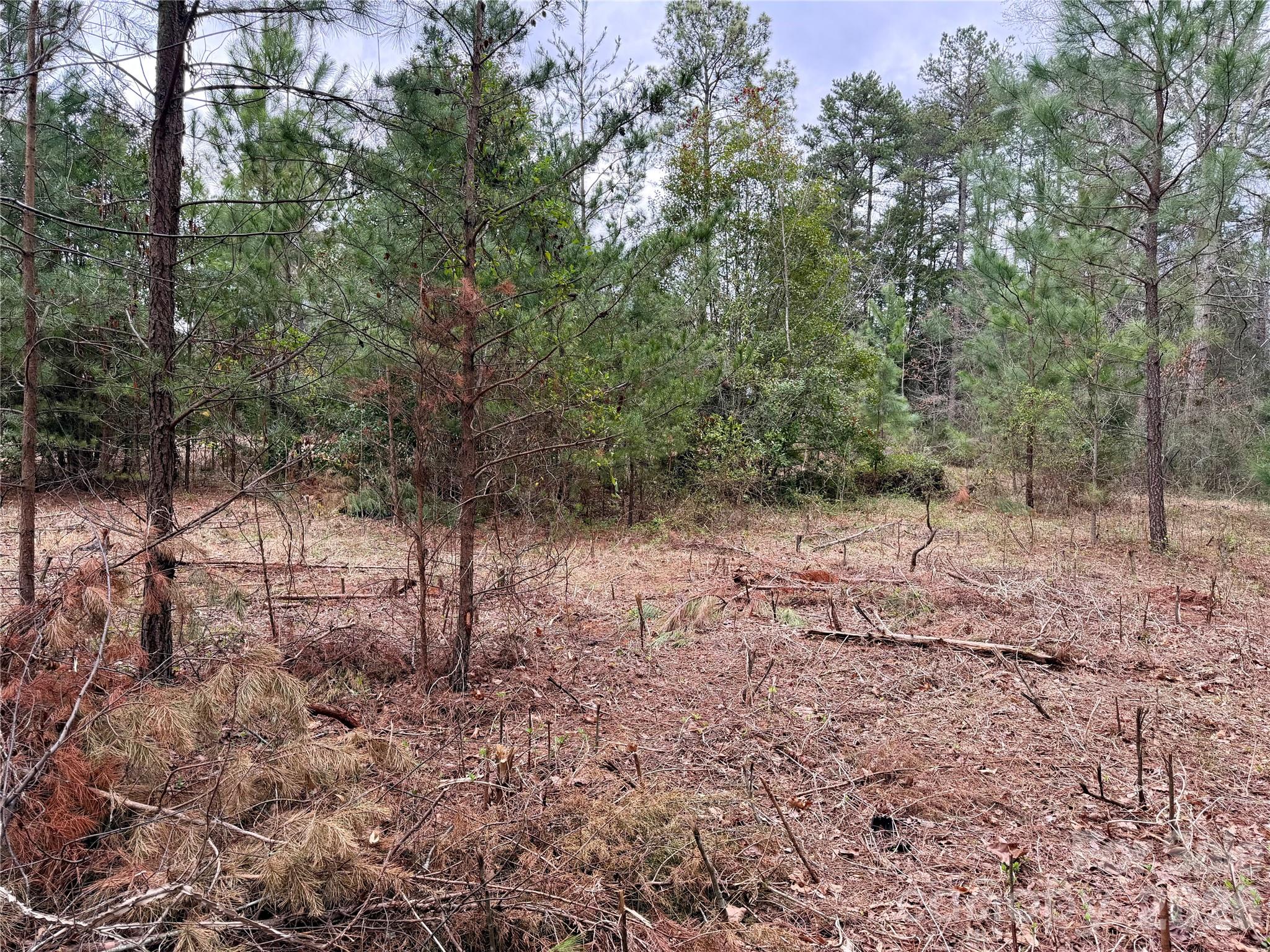 Wooded vacant lot with pine trees and brush over leaf-covered ground.