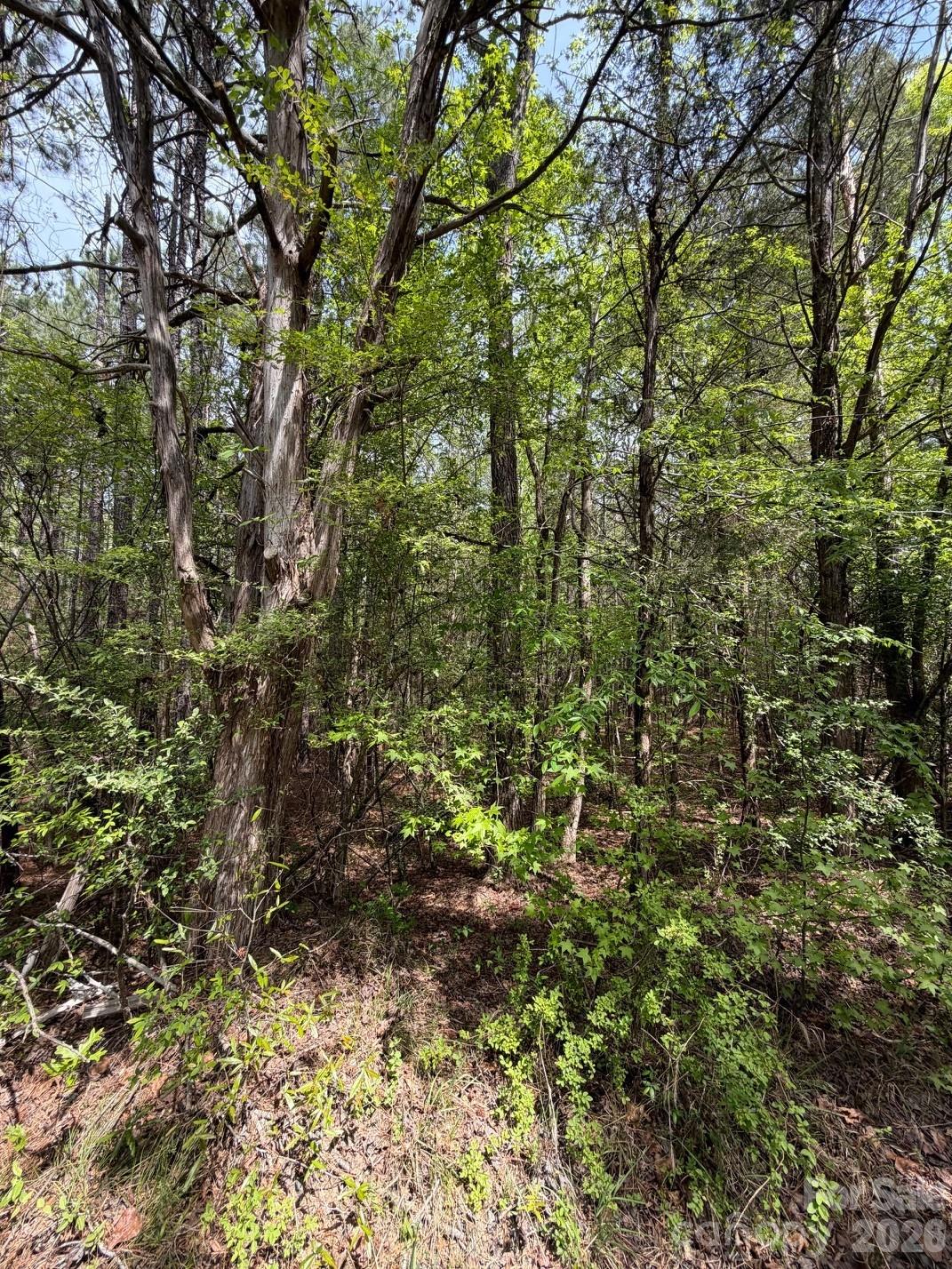 Wooded land with mature trees, dense green undergrowth, and a leaf-covered forest floor.