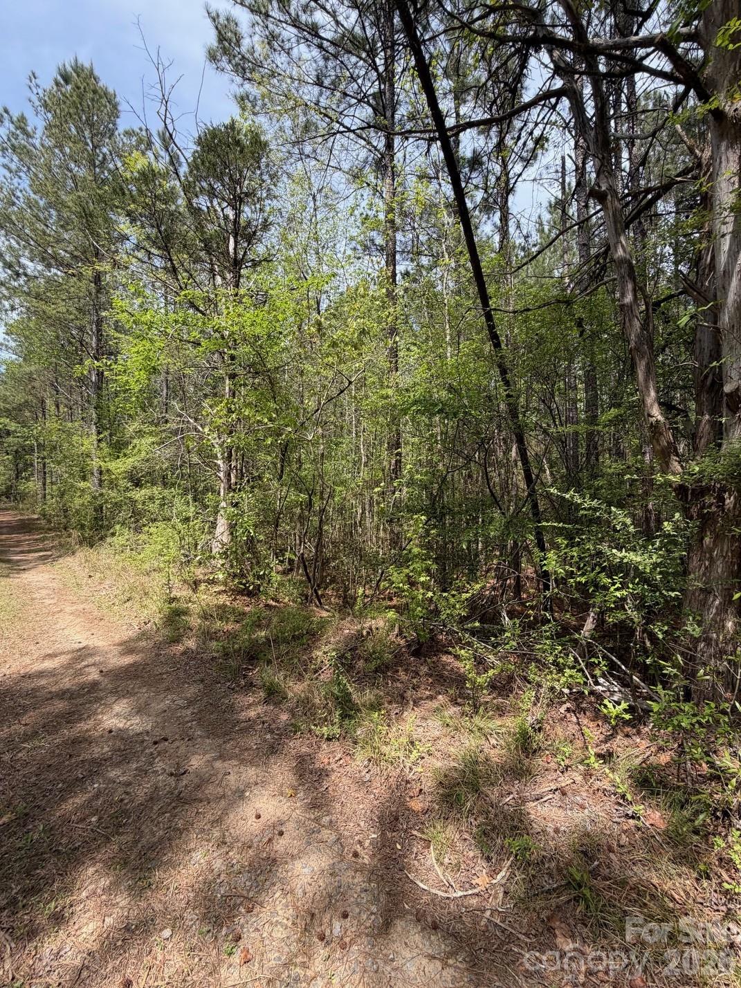 Wooded land with dense trees and undergrowth beside a sandy dirt track.